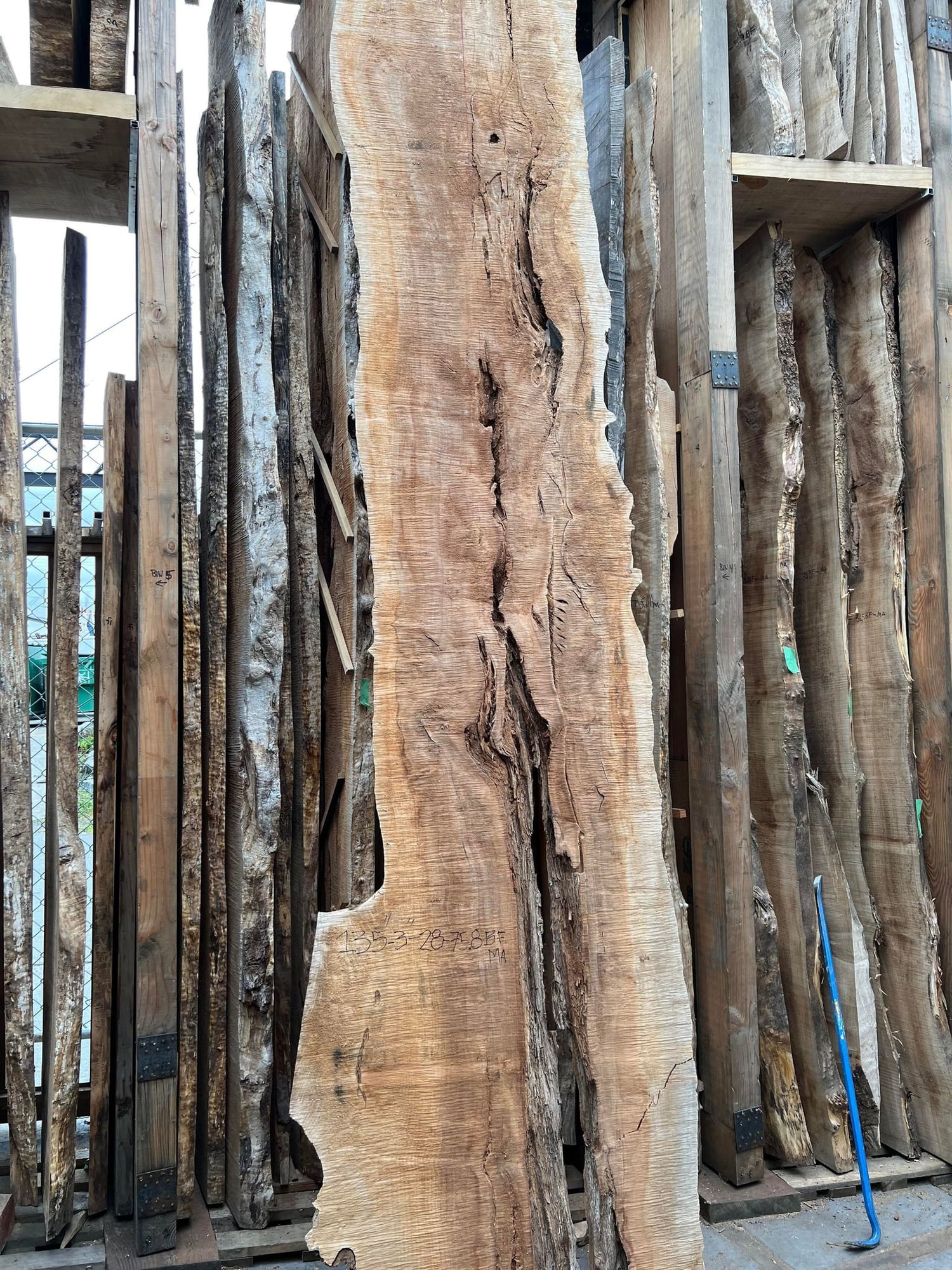 Big Leaf Maple